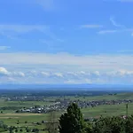 Vines & Views *