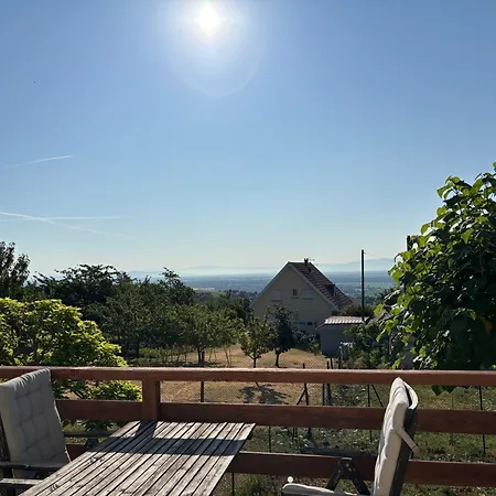 Apartment Vines & Views